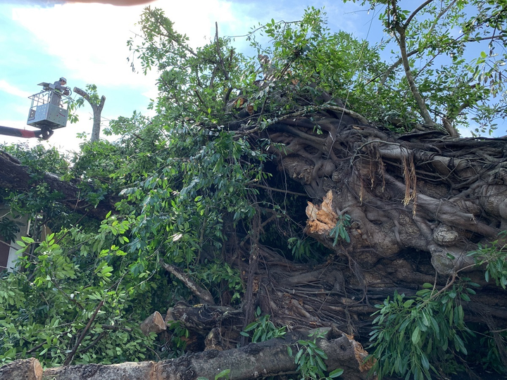 Cận cảnh cây đa hơn 200 năm tuổi bật gốc, đè chết người - 6