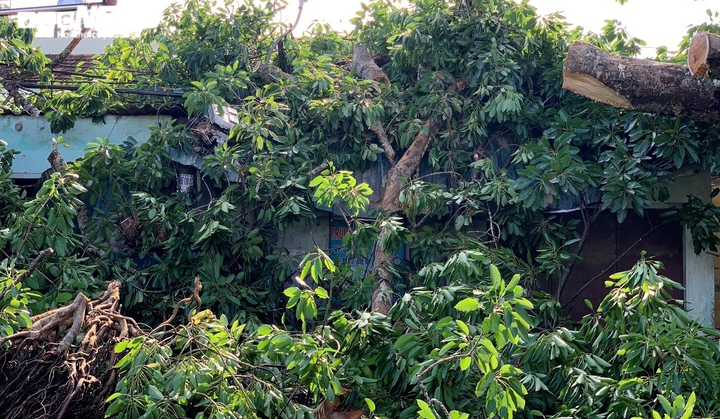 Cận cảnh cây đa hơn 200 năm tuổi bật gốc, đè chết người - 4