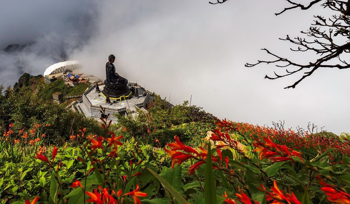 Mênh mông sắc vàng cam của hoa dơn lúa đẹp kiêu sa trên đỉnh Fansipan - 1