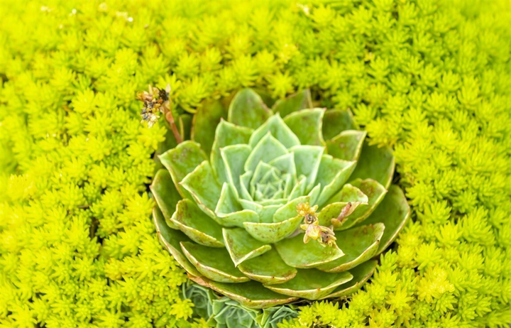 Mênh mông sắc vàng cam của hoa dơn lúa đẹp kiêu sa trên đỉnh Fansipan - 4