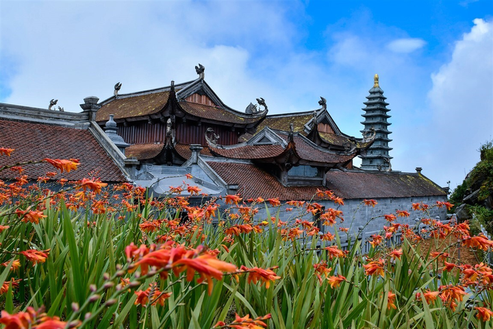 Mênh mông sắc vàng cam của hoa dơn lúa đẹp kiêu sa trên đỉnh Fansipan - 5