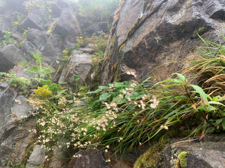 Mênh mông sắc vàng cam của hoa dơn lúa đẹp kiêu sa trên đỉnh Fansipan - 6