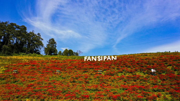 Mênh mông sắc vàng cam của hoa dơn lúa đẹp kiêu sa trên đỉnh Fansipan - 7