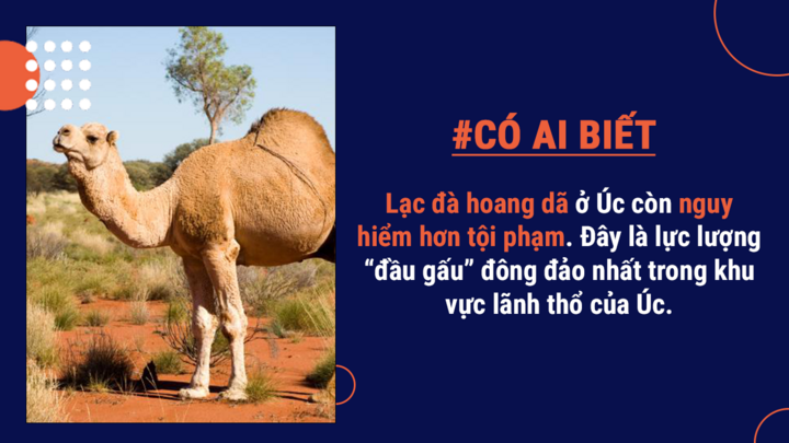 Có ai biết: Thủ đô của Úc ở đâu và lý do Úc chọn chuột túi làm biểu tượng là gì? - 6