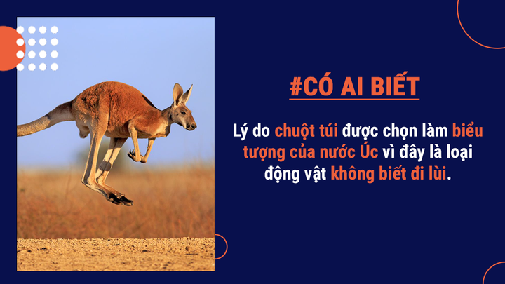Có ai biết: Thủ đô của Úc ở đâu và lý do Úc chọn chuột túi làm biểu tượng là gì? - 7