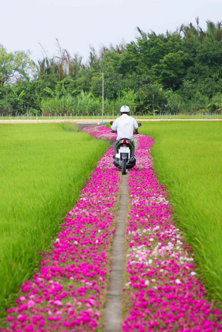 Con đường hoa mười giờ độc đáo ở miền Tây, mộc mạc nhưng vẫn hút mắt - 4