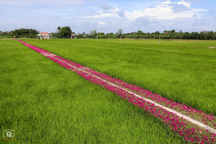 Con đường hoa mười giờ độc đáo ở miền Tây, mộc mạc nhưng vẫn hút mắt - 2