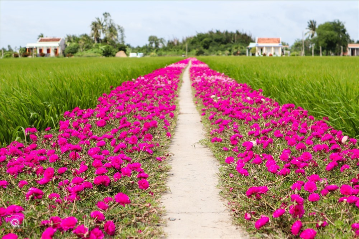 Con đường hoa mười giờ độc đáo ở miền Tây, mộc mạc nhưng vẫn hút mắt - 3