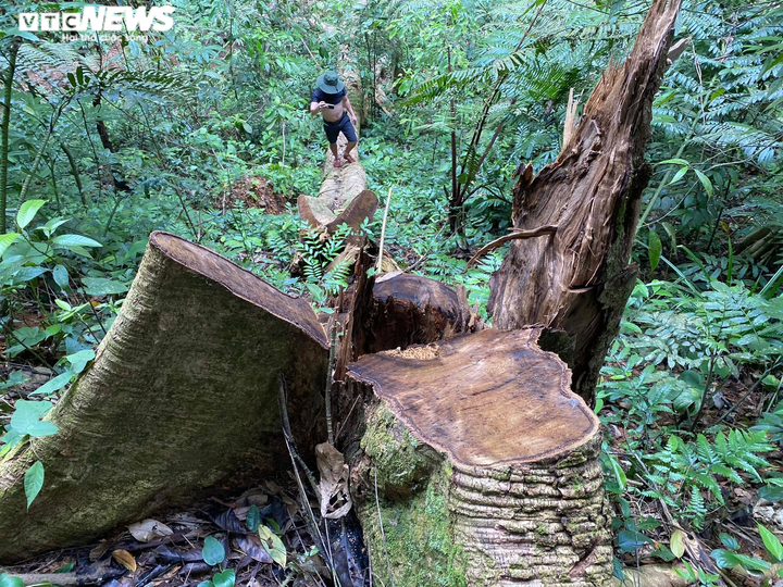 Rừng phòng hộ ở Thừa Thiên - Huế bị xẻ thịt: Lãnh đạo tỉnh chỉ đạo kiểm tra - 1
