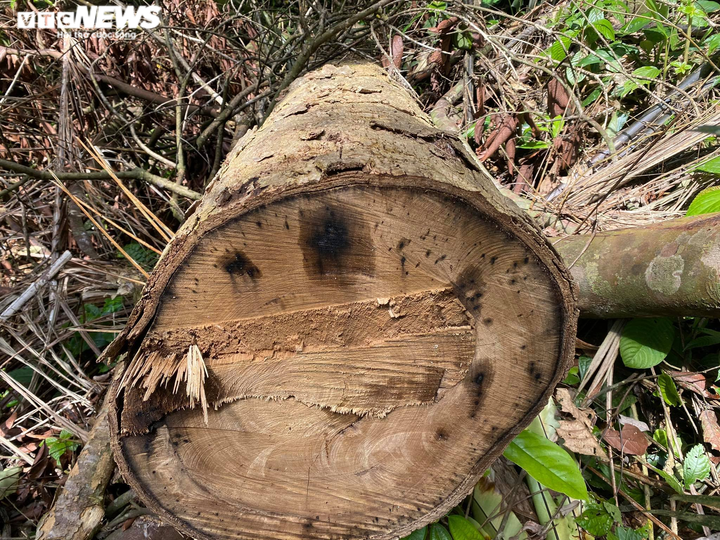 Rừng phòng hộ ở Thừa Thiên - Huế bị xẻ thịt: Lãnh đạo tỉnh chỉ đạo kiểm tra - 4