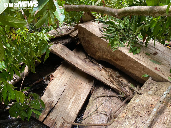 Rừng phòng hộ ở Thừa Thiên - Huế bị xẻ thịt: Lãnh đạo tỉnh chỉ đạo kiểm tra - 2