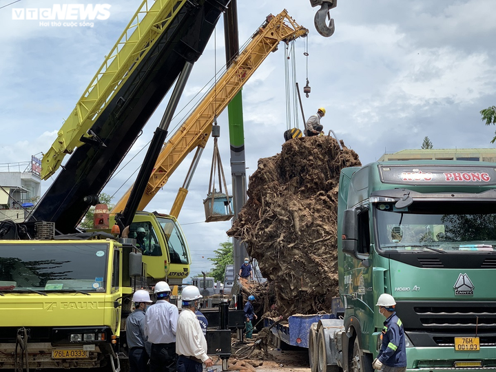 Ảnh: Cận cảnh di dời cây đa hơn 200 năm tuổi, bật gốc đè chết người ở Quảng Ngãi - 3