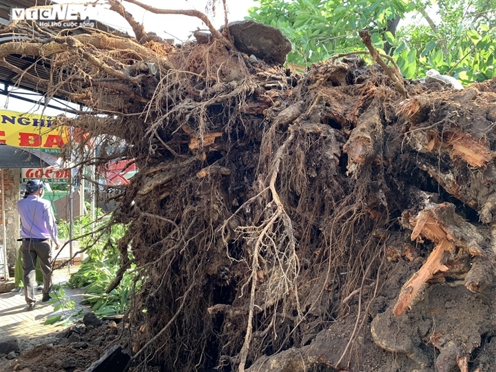Ảnh: Cận cảnh di dời cây đa hơn 200 năm tuổi, bật gốc đè chết người ở Quảng Ngãi - 8