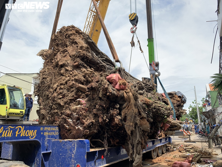 Ảnh: Cận cảnh di dời cây đa hơn 200 năm tuổi, bật gốc đè chết người ở Quảng Ngãi - 2
