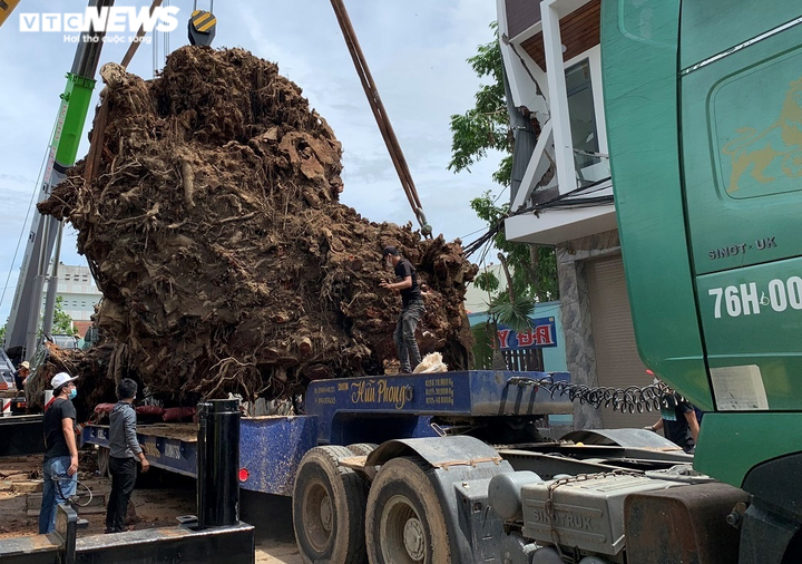 Ảnh: Cận cảnh di dời cây đa hơn 200 năm tuổi, bật gốc đè chết người ở Quảng Ngãi - 7