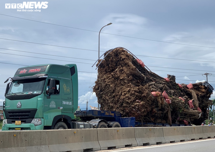 Ảnh: Cận cảnh di dời cây đa hơn 200 năm tuổi, bật gốc đè chết người ở Quảng Ngãi - 6