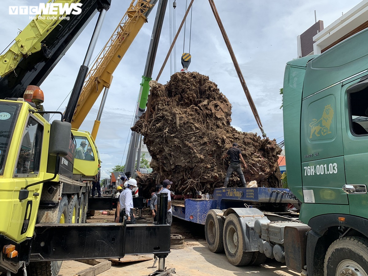 Ảnh: Cận cảnh di dời cây đa hơn 200 năm tuổi, bật gốc đè chết người ở Quảng Ngãi - 1