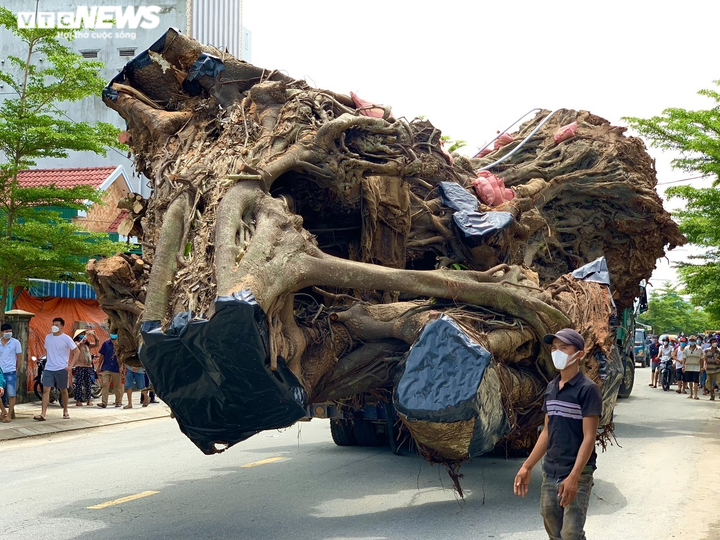 Ảnh: Cận cảnh di dời cây đa hơn 200 năm tuổi, bật gốc đè chết người ở Quảng Ngãi - 4