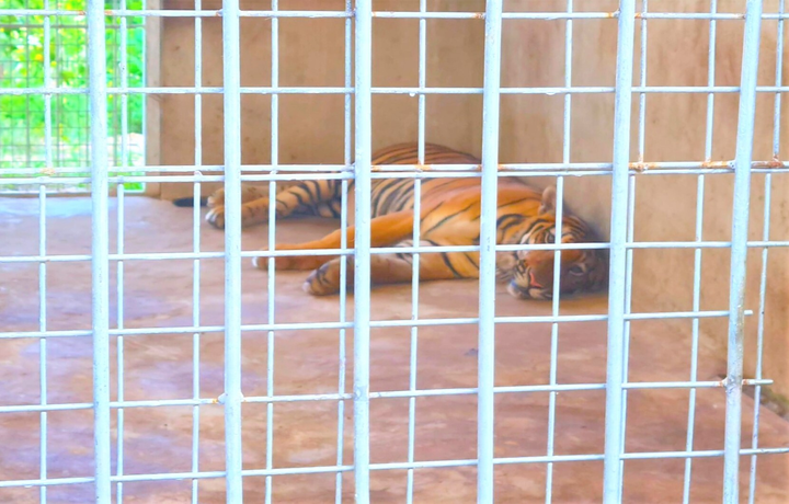 Nuôi nhốt hổ trái phép tại nhà dân ở Nghệ An: Thông tin mới về 9 con hổ còn sống - 1