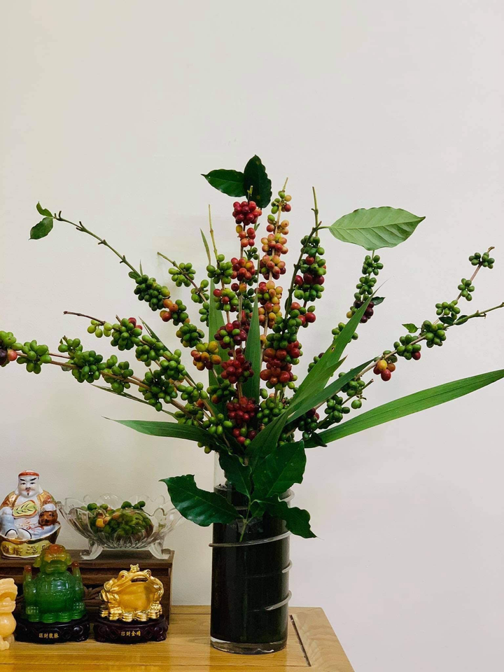 Hàng độc gây sốt: Chị em đua nhau lùng mua cành cà phê về cắm - 1