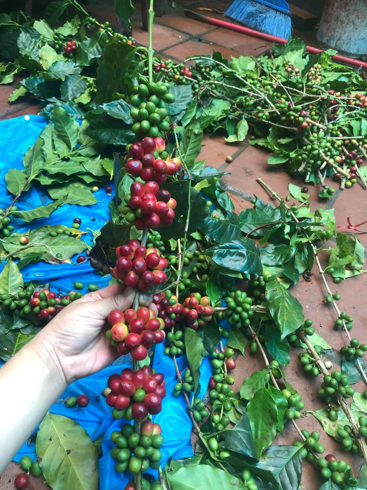 Hàng độc gây sốt: Chị em đua nhau lùng mua cành cà phê về cắm - 2