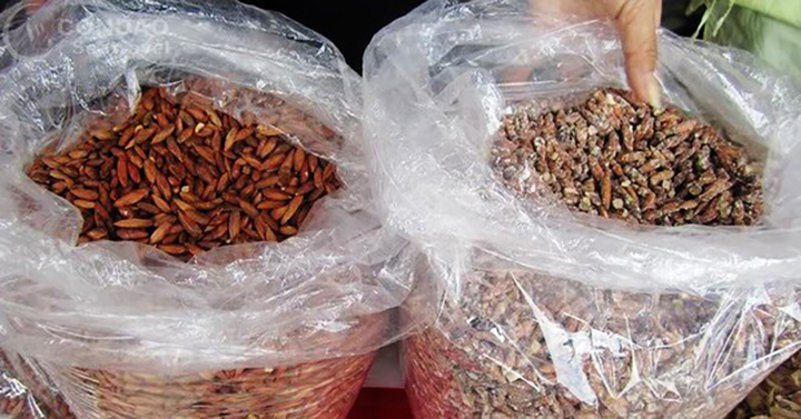 Hạt bàng - quà vặt của học sinh ngày xưa, nay được 'săn đón' với giá nửa triệu - 6