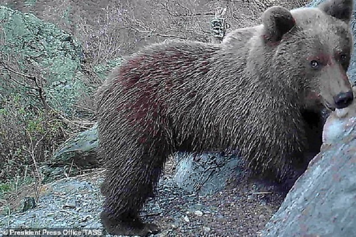 Điện Kremlin: Gấu Siberia lại rất gần lều Tổng thống Putin - 1