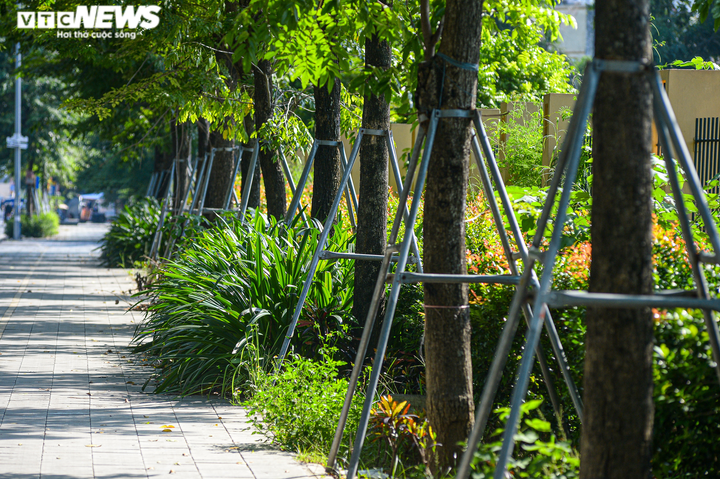 Hà Nội: Hiểm hoạ khôn lường từ những chiếc 'gông sắt' chống đỡ hơn 400 cây xanh - 9