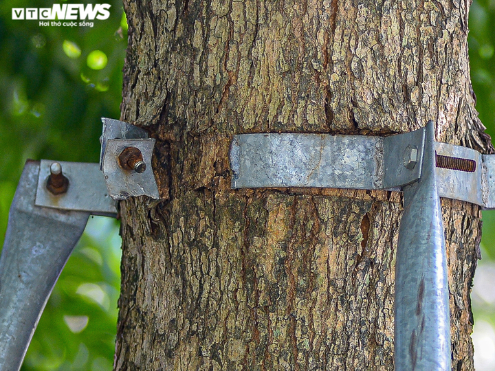 Hà Nội: Hiểm hoạ khôn lường từ những chiếc 'gông sắt' chống đỡ hơn 400 cây xanh - 2
