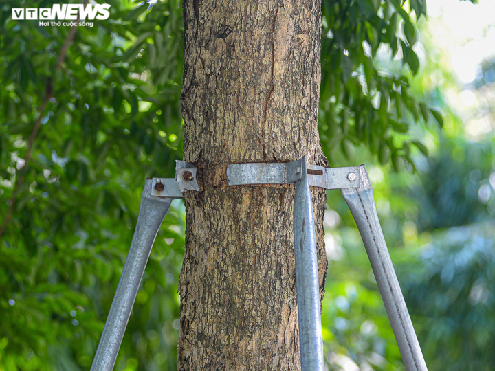 Hà Nội: Hiểm hoạ khôn lường từ những chiếc 'gông sắt' chống đỡ hơn 400 cây xanh - 3