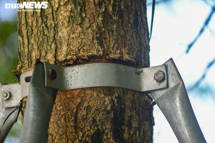 Hà Nội: Hiểm hoạ khôn lường từ những chiếc 'gông sắt' chống đỡ hơn 400 cây xanh - 5