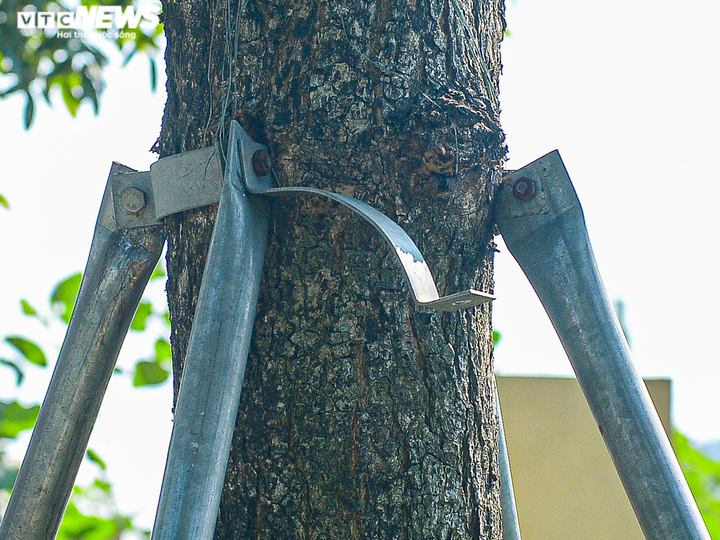 Hà Nội: Hiểm hoạ khôn lường từ những chiếc 'gông sắt' chống đỡ hơn 400 cây xanh - 6