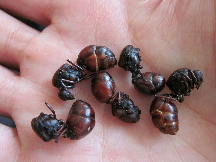 Món kiến 'mông to' kinh dị bậc nhất, người dân vẫn nhai rôm rốp thay cơm - 1