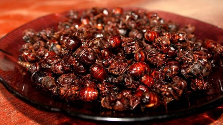 Món kiến 'mông to' kinh dị bậc nhất, người dân vẫn nhai rôm rốp thay cơm - 7