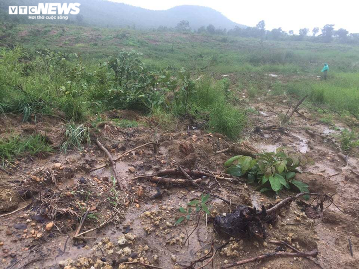 Hạt trưởng Kiểm lâm và Chủ tịch xã ở Gia Lai bị kỷ luật vì để 34ha rừng bị phá - 1