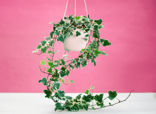 8 loại cây chống bức xạ điện từ cực tốt dành cho người dùng máy tính - 2