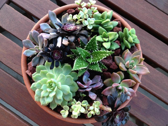 8 loại cây chống bức xạ điện từ cực tốt dành cho người dùng máy tính - 3