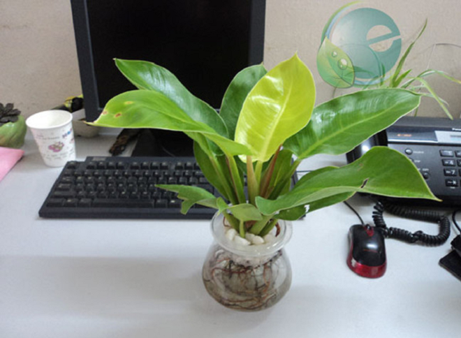 8 loại cây chống bức xạ điện từ cực tốt dành cho người dùng máy tính - 4