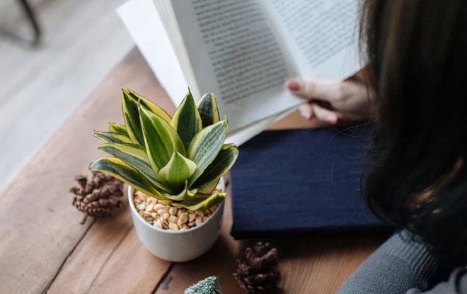 8 loại cây chống bức xạ điện từ cực tốt dành cho người dùng máy tính - 7