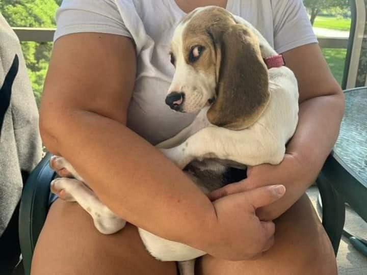 Hết hồn với ánh lườm sắc lẹm của chó cưng, đích thị không phải pet bình thường - 3