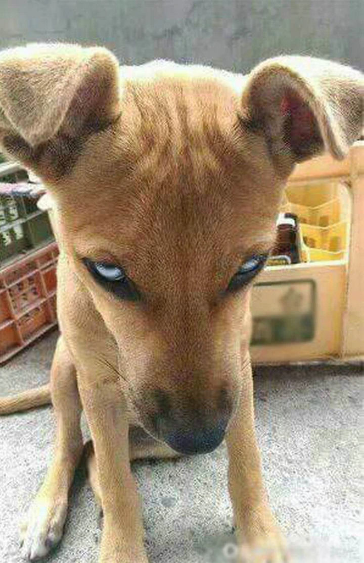 Hết hồn với ánh lườm sắc lẹm của chó cưng, đích thị không phải pet bình thường - 4