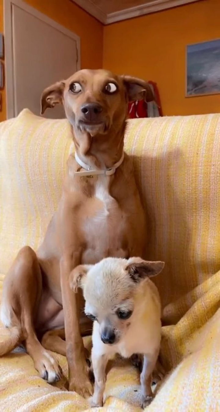 Hết hồn với ánh lườm sắc lẹm của chó cưng, đích thị không phải pet bình thường - 9