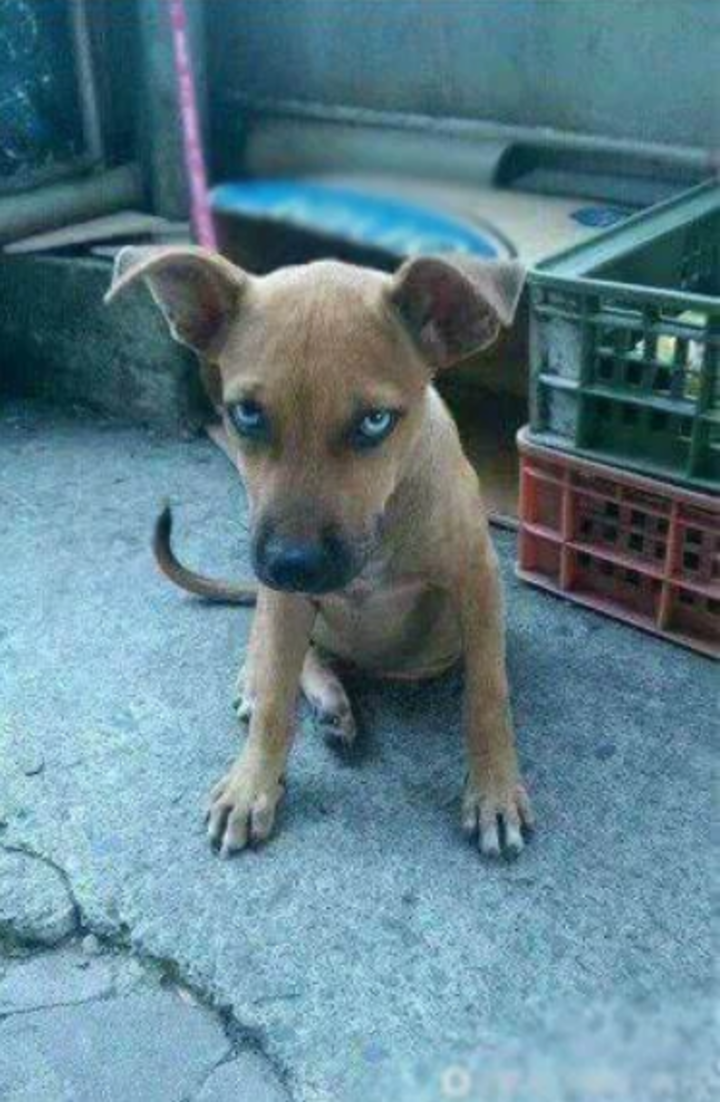 Hết hồn với ánh lườm sắc lẹm của chó cưng, đích thị không phải pet bình thường - 5