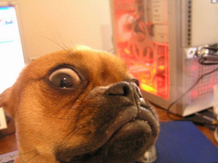 Hết hồn với ánh lườm sắc lẹm của chó cưng, đích thị không phải pet bình thường - 8