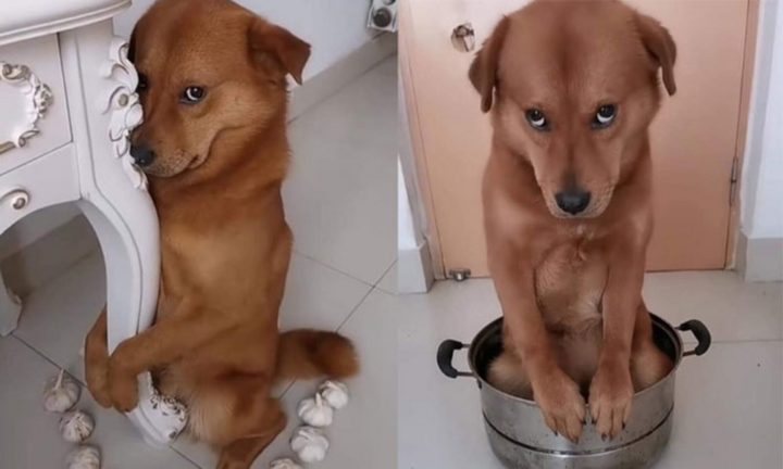 Hết hồn với ánh lườm sắc lẹm của chó cưng, đích thị không phải pet bình thường - 7