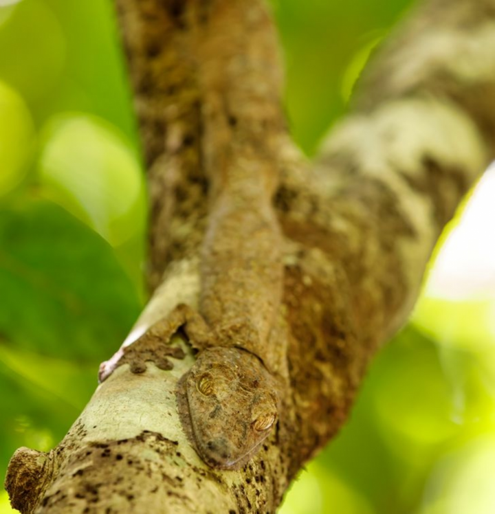 Kinh ngạc khả năng ngụy trang 'siêu đẳng' của động vật trong tự nhiên - 11