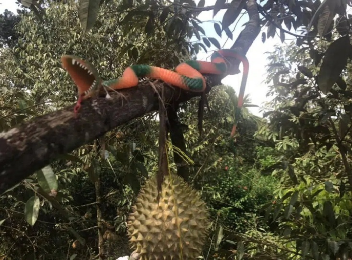 Không nhịn được cười với chiêu trò chống hái trộm trái cây của gia chủ thích đùa - 8