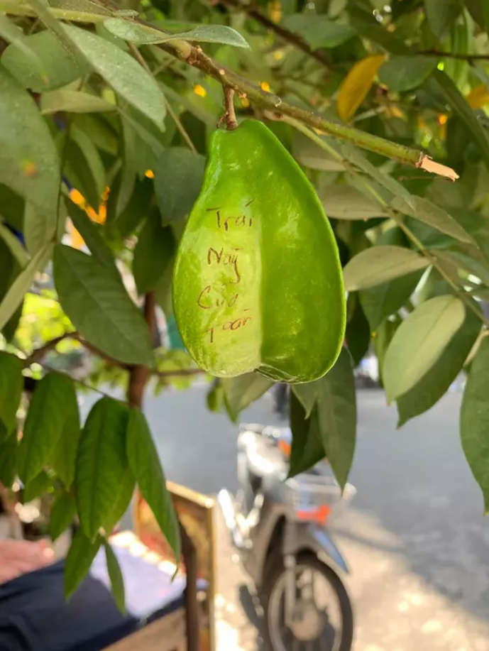 Không nhịn được cười với chiêu trò chống hái trộm trái cây của gia chủ thích đùa - 1