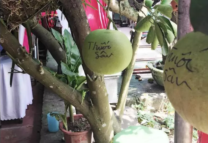 Không nhịn được cười với chiêu trò chống hái trộm trái cây của gia chủ thích đùa - 2