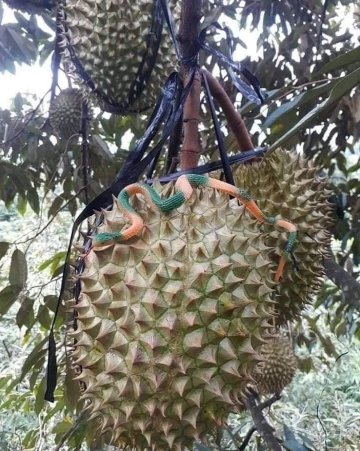 Không nhịn được cười với chiêu trò chống hái trộm trái cây của gia chủ thích đùa - 9